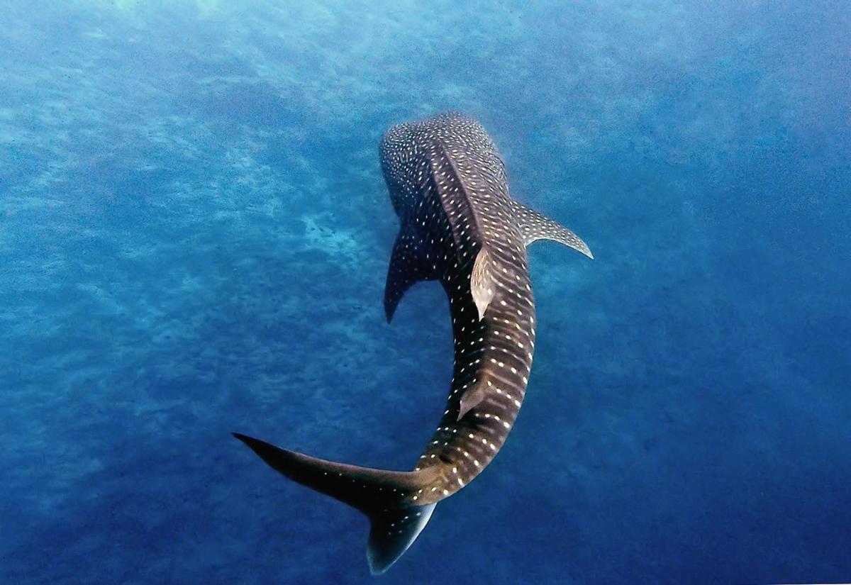 Manta Reserve Maalhos  Luaran gambar