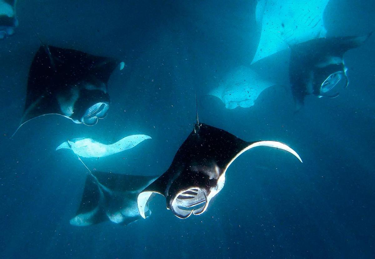 Manta Reserve Maalhos  Luaran gambar